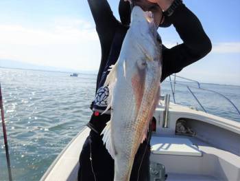 鯛紅丸 釣果