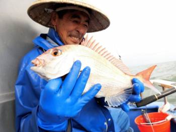 鯛紅丸 釣果
