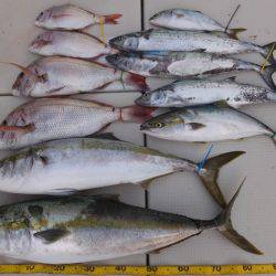 Hit Rush(ヒット ラッシュ) 釣果