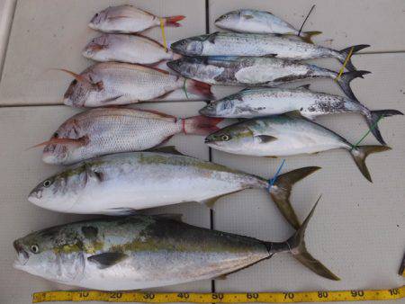 Hit Rush(ヒット ラッシュ） 釣果…