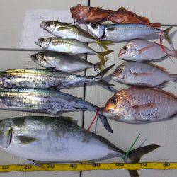 Hit Rush(ヒット ラッシュ) 釣果