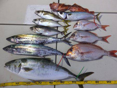 Hit Rush(ヒット ラッシュ） 釣果…