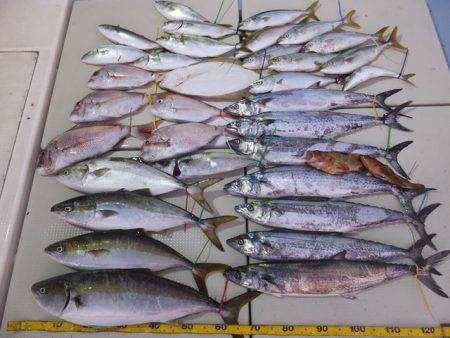 Hit Rush(ヒット ラッシュ） 釣果…