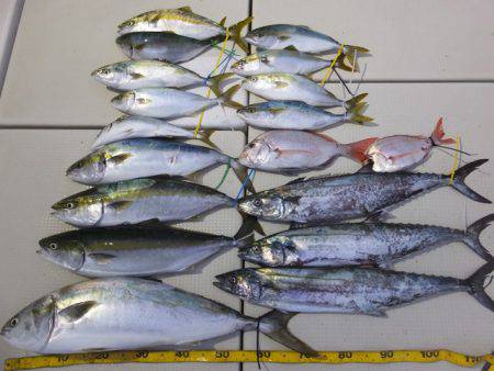 Hit Rush(ヒット ラッシュ） 釣果…