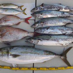 Hit Rush(ヒット ラッシュ） 釣果