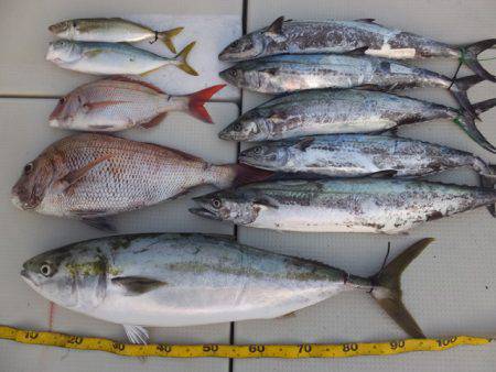 Hit Rush(ヒット ラッシュ） 釣果…