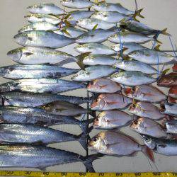 Hit Rush(ヒット ラッシュ) 釣果