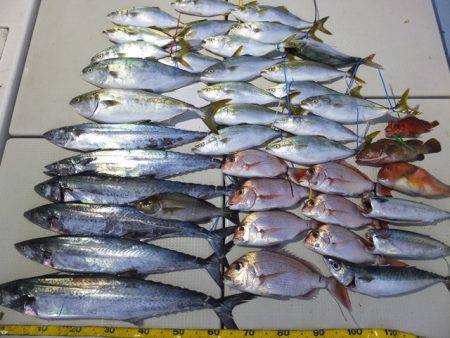 Hit Rush(ヒット ラッシュ） 釣果…