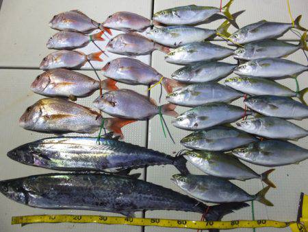 Hit Rush(ヒット ラッシュ） 釣果…