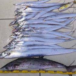 Hit Rush(ヒット ラッシュ) 釣果