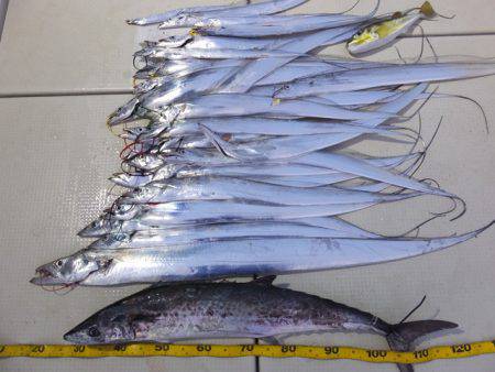 Hit Rush(ヒット ラッシュ） 釣果…