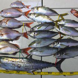 Hit Rush(ヒット ラッシュ) 釣果