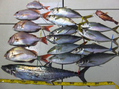 Hit Rush(ヒット ラッシュ） 釣果…