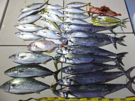 Hit Rush(ヒット ラッシュ） 釣果…