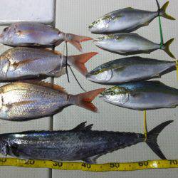 Hit Rush(ヒット ラッシュ) 釣果