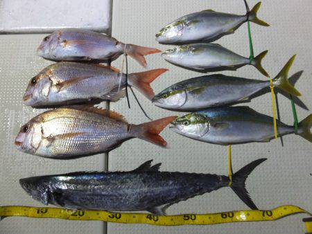 Hit Rush(ヒット ラッシュ） 釣果…