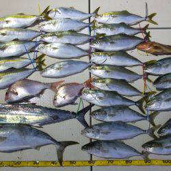 Hit Rush(ヒット ラッシュ） 釣果