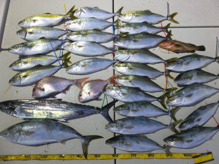 Hit Rush(ヒット ラッシュ） 釣果…