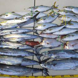 Hit Rush(ヒット ラッシュ) 釣果