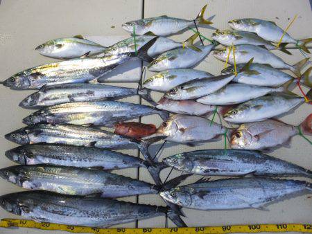 Hit Rush(ヒット ラッシュ） 釣果…