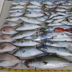 Hit Rush(ヒット ラッシュ) 釣果