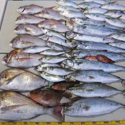 Hit Rush(ヒット ラッシュ) 釣果