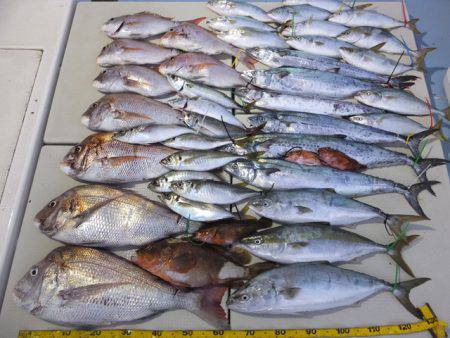 Hit Rush(ヒット ラッシュ) 釣果