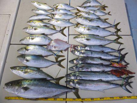 Hit Rush(ヒット ラッシュ） 釣果…