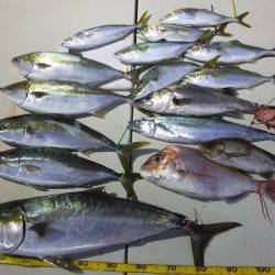 Hit Rush(ヒット ラッシュ） 釣果