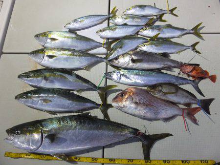 Hit Rush(ヒット ラッシュ） 釣果…