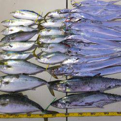 Hit Rush(ヒット ラッシュ） 釣果