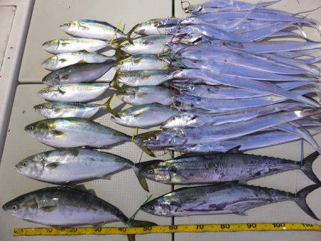 Hit Rush(ヒット ラッシュ） 釣果…