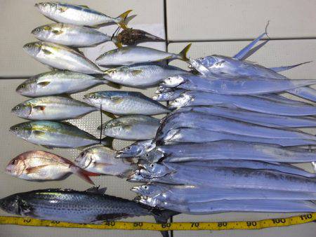 Hit Rush(ヒット ラッシュ） 釣果…