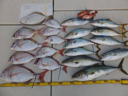 Hit Rush(ヒット ラッシュ） 釣果…