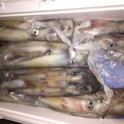 幸風（さちかぜ） 釣果