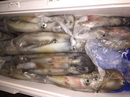 幸風（さちかぜ） 釣果