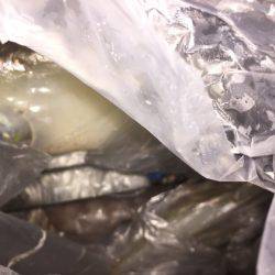 幸風（さちかぜ） 釣果