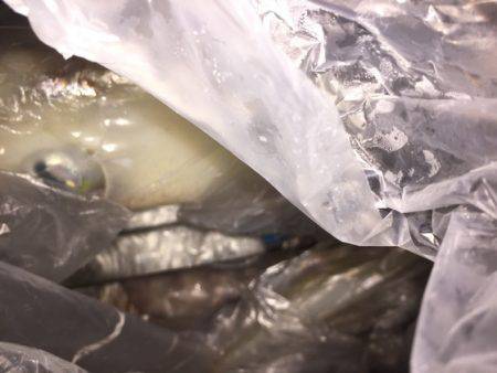 幸風（さちかぜ） 釣果