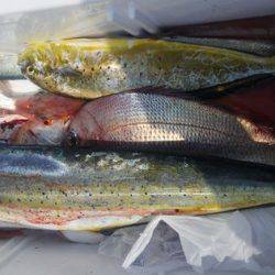 遊漁船 新鋭丸 釣果