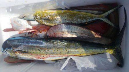 遊漁船 新鋭丸 釣果