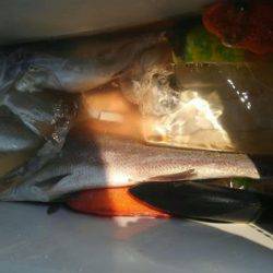 遊漁船 新鋭丸 釣果