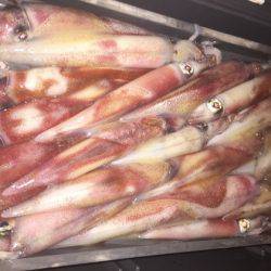 幸風（さちかぜ） 釣果