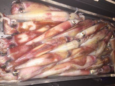 幸風（さちかぜ） 釣果