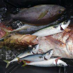 遊漁船 新鋭丸 釣果