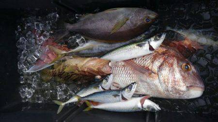 遊漁船 新鋭丸 釣果