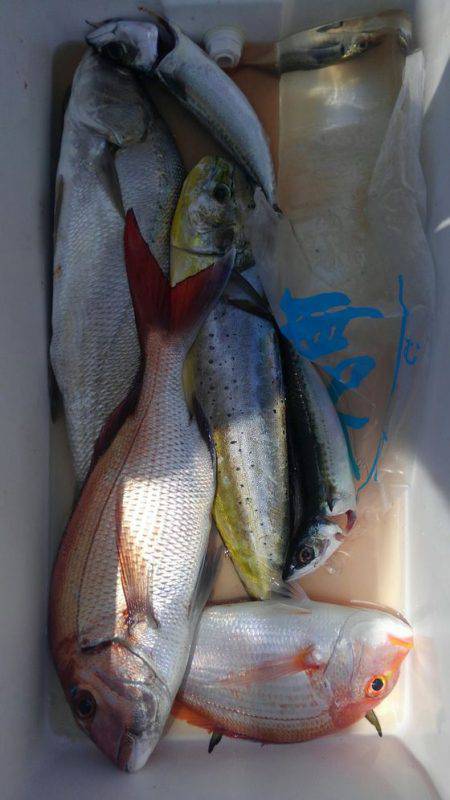遊漁船 新鋭丸 釣果