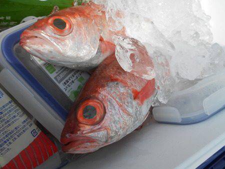 こうゆう丸 釣果