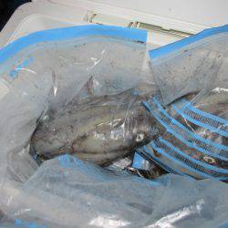 ジギング船 BLUEWATER 釣果