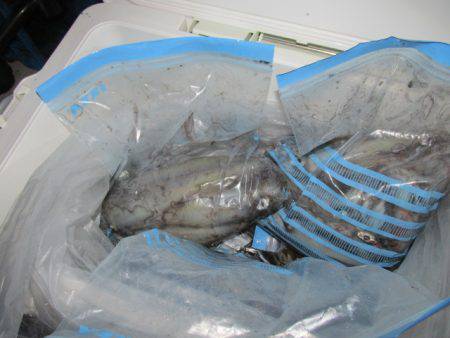 ジギング船 BLUEWATER 釣果