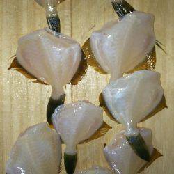 フグ、キタマクラの猛攻